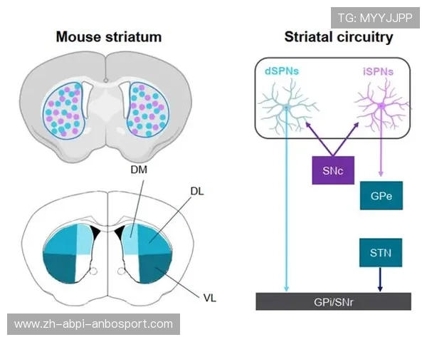 球员助攻数据分析组织者的艺术谁是最强中场大脑